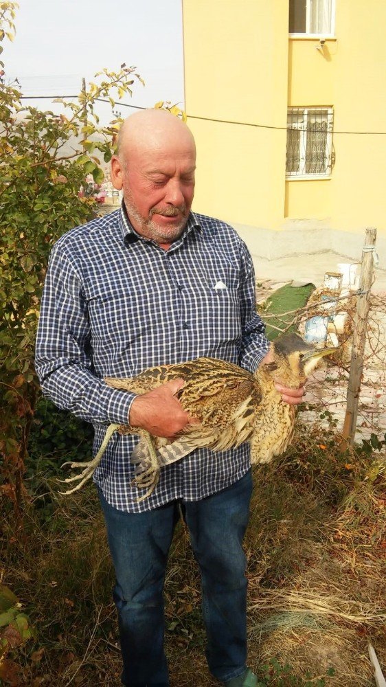 Konya’da nesli tükenmekte olan Balaban kuşu bulundu