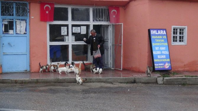 Kediler her gün onun yolunu gözlüyor