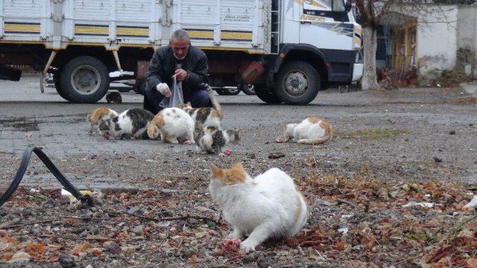 Kediler her gün onun yolunu gözlüyor