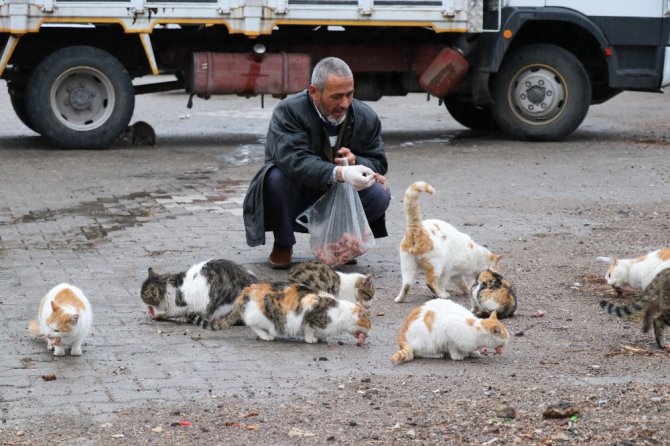 Kediler her gün onun yolunu gözlüyor