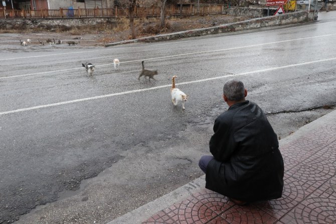 Kediler her gün onun yolunu gözlüyor