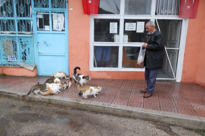 Kediler her gün onun yolunu gözlüyor