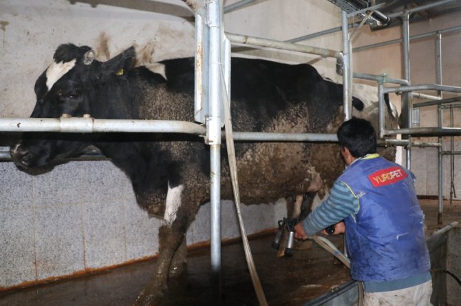 Üreticilerin sütleri değerini bulacak