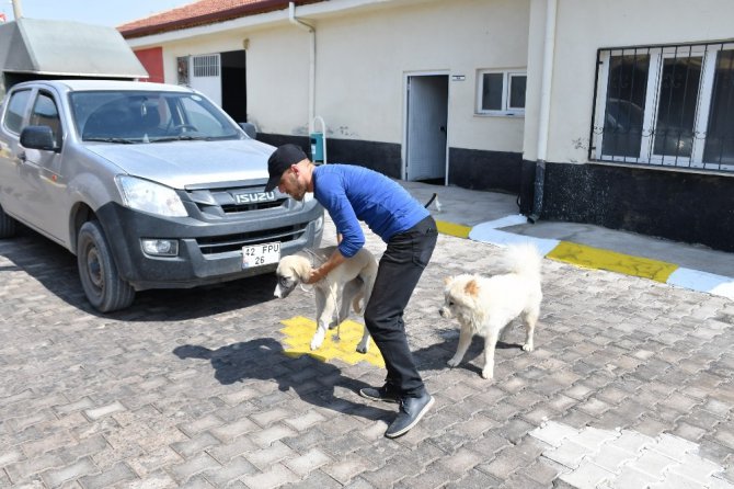 Aksaray Belediyesi sahipsiz hayvanları koruyup tedavilerini yapıyor