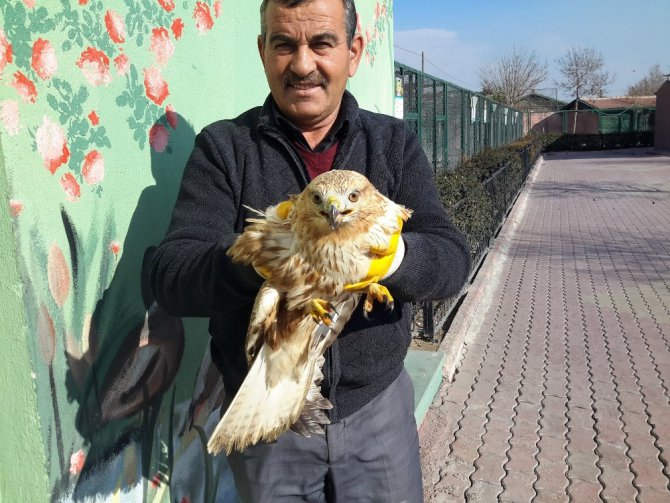 Yaralı bulunan şahin koruma altına alındı