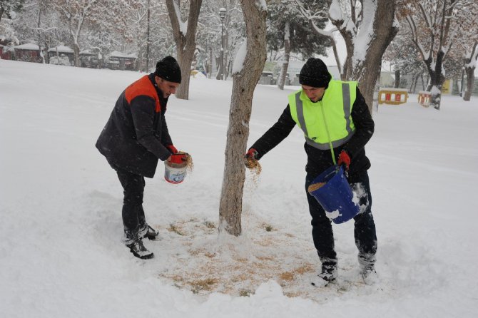 Sahipsiz hayvanlara düzenli olarak yiyecek bırakılıyor