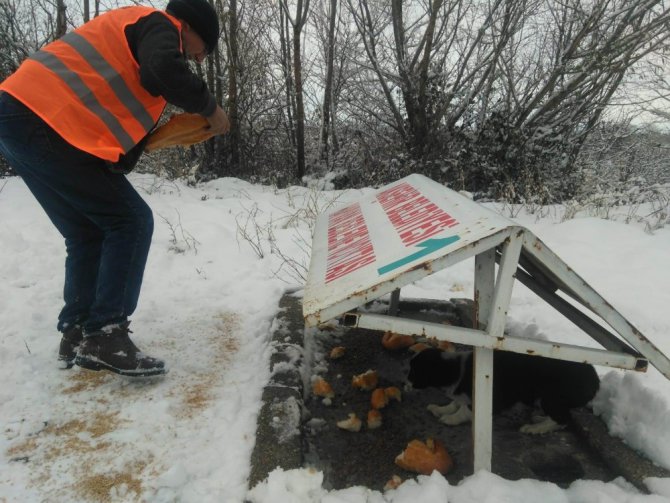 Akşehir Belediyesi sokak hayvanlarını beslemeyi Sürdürüyor