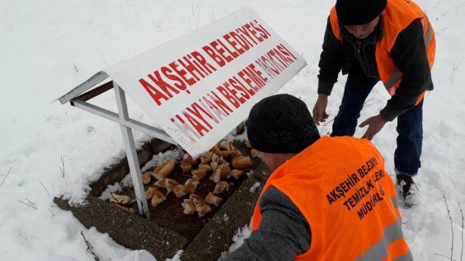 Akşehir Belediyesi sokak hayvanlarını beslemeyi Sürdürüyor