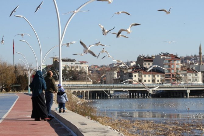 Beyşehir Gölü’nde su kuşlarının zorlu yaşamı