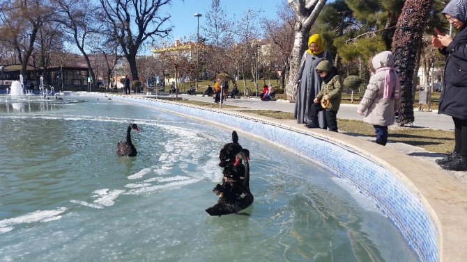 Buz tutan havuzda kuğuların yürüme mücadelesi renkli görüntüler oluşturdu