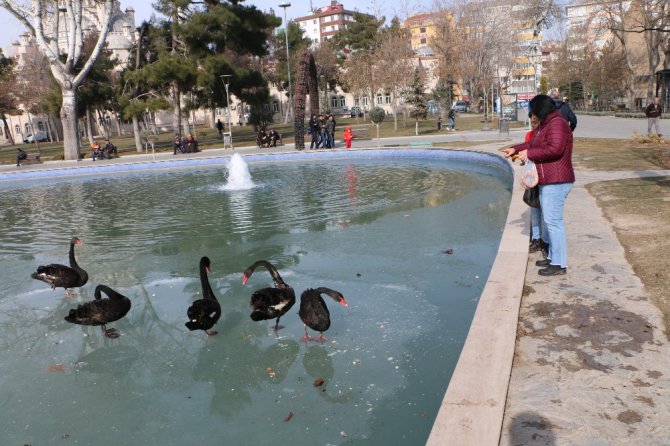 Buz tutan havuzda kuğuların yürüme mücadelesi renkli görüntüler oluşturdu