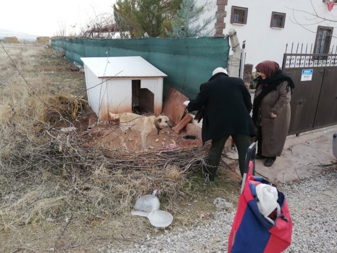 Aksaray’da 20 yıldır pazar arabasıyla hayvanlara yiyecek taşıyor