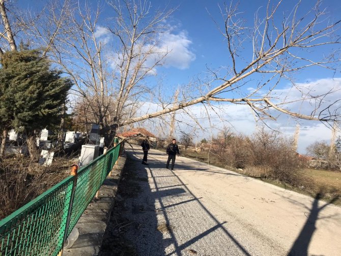 Şiddetli rüzgar direk ve ağaları devirdi