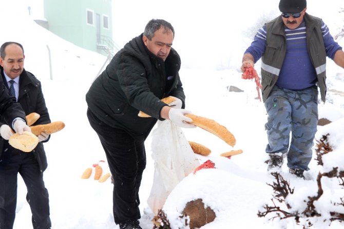 Aksaray’da yaban hayvanları için doğaya yem bırakıldı