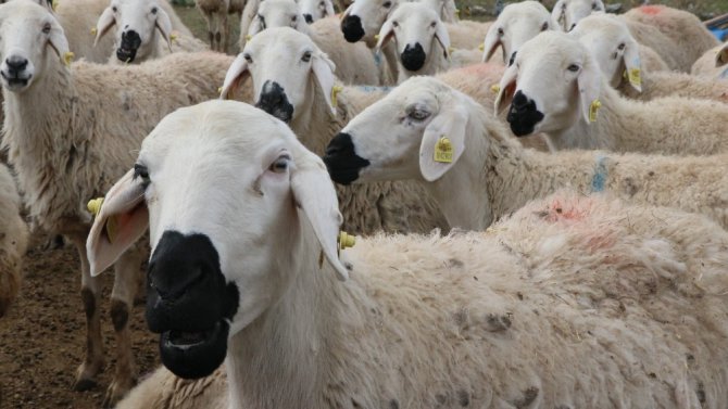 Damızlık Koyun Keçi Yetiştiricileri Birliği Başkanı Aktürk: “Ata sporumuz güreş, ata mesleğimiz koyunculuk”