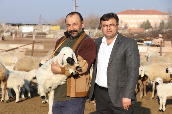 Damızlık Koyun Keçi Yetiştiricileri Birliği Başkanı Aktürk: “Ata sporumuz güreş, ata mesleğimiz koyunculuk”