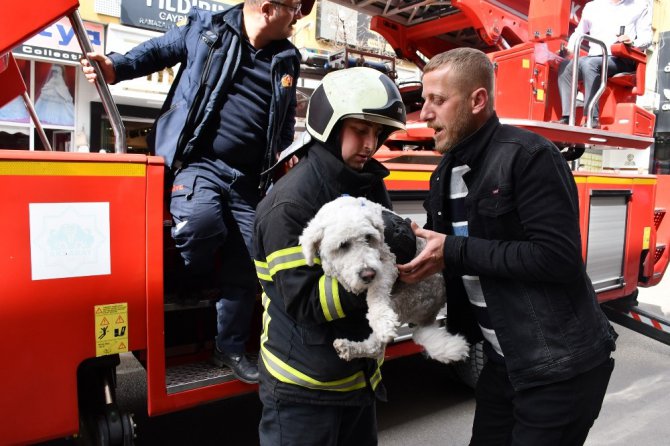 Balkonda mahsur kalan yavru köpeği itfaiye kurtardı