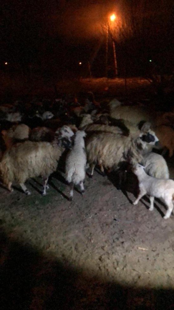 Konya’da kayıp koyunları jandarma bulup sahibine teslim etti