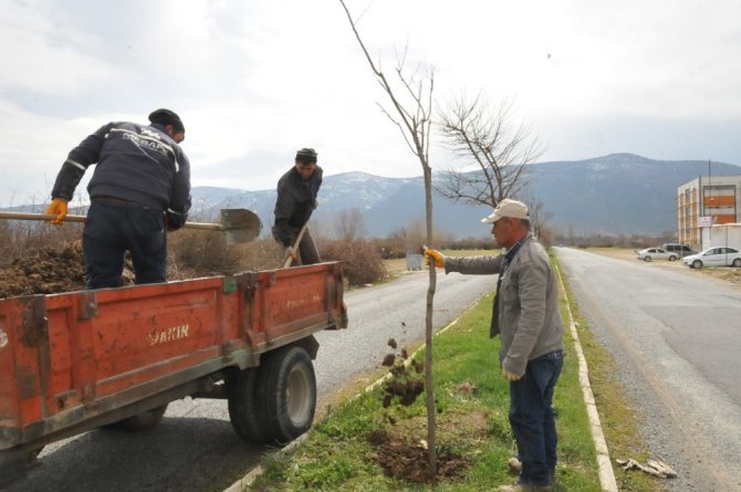 Akşehir’de ağaçlandırma ve budama çalışmaları sürüyor