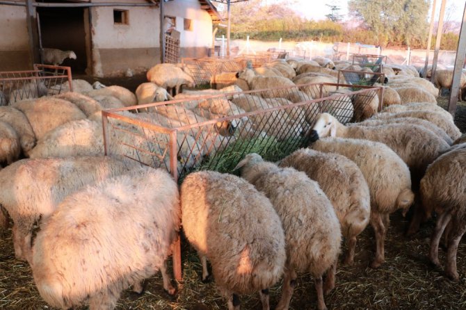 Korona virüs fırsatçılarının yem fiyatlarında yaptığı fahiş artışa tepki