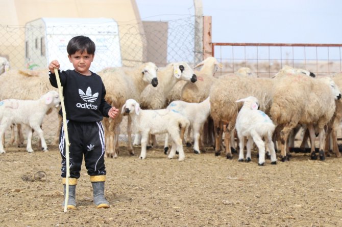 Korona virüs fırsatçılarının yem fiyatlarında yaptığı fahiş artışa tepki