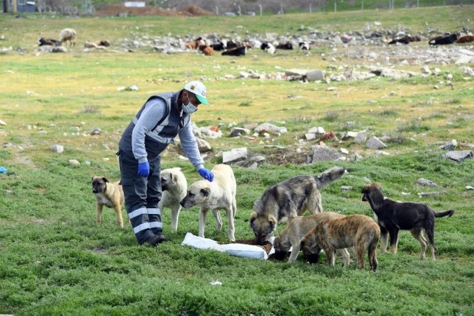 Konya Büyükşehir sokak hayvanları için yemek atıklarından mama üretecek