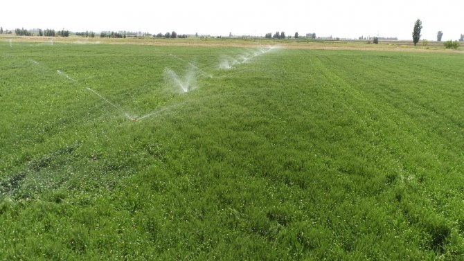 Türkiye’nin tahıl ambarı Konya’da sulama sezonu başladı