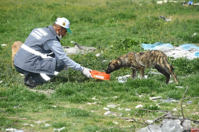 Sokağa çıkma kısıtlamasında sokak hayvanları unutulmuyor