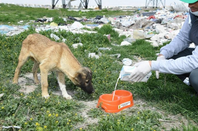 Sokağa çıkma kısıtlamasında sokak hayvanları unutulmuyor