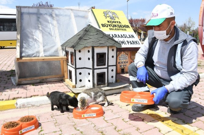 Sokağa çıkma kısıtlamasında sokak hayvanları unutulmuyor