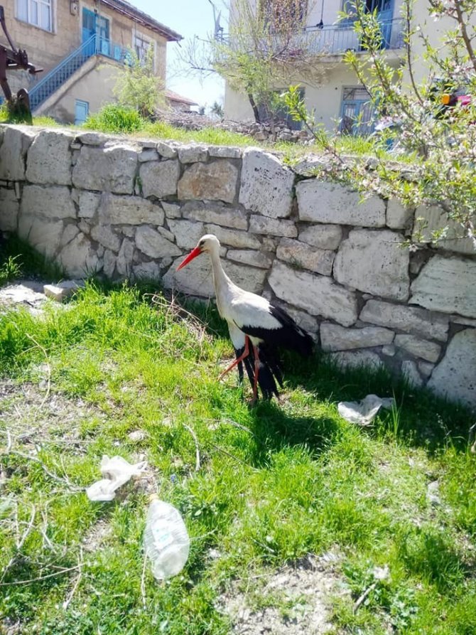 Yaralı leylek koruma altına alındı