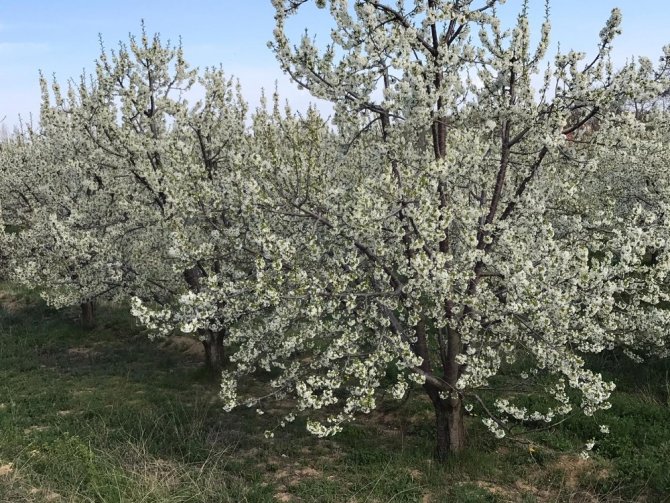 Ereğli’de kiraz ağaçları çiçek açtı