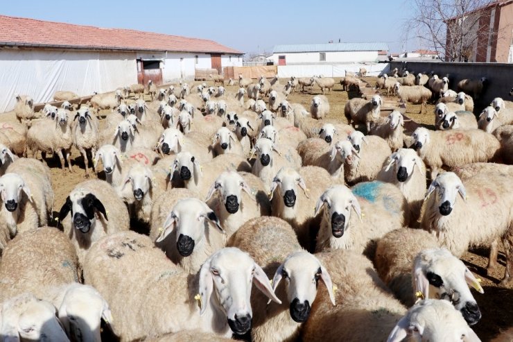 Türkiye’de küçükbaş hayvan sayısı 10 yılda yüzde 130 arttı