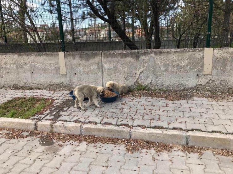 Cihanbeyli Belediyesi bin 400 aileye yardım ulaştırdı