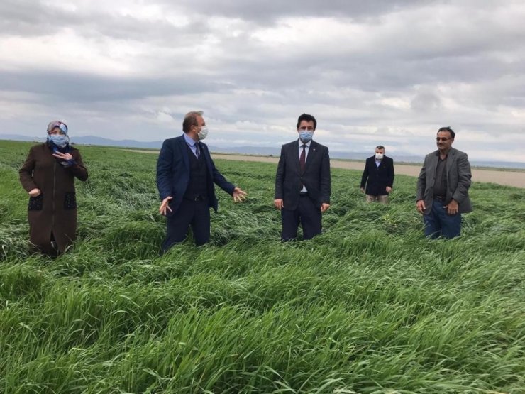 Yem bitkisi Sütotu Elif Aksaray’da tuttu