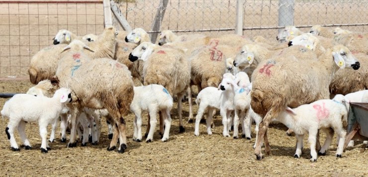 Türkiye’de 53 milyon hayvan üreticisine 1 milyar 100 milyon destek ödemesi