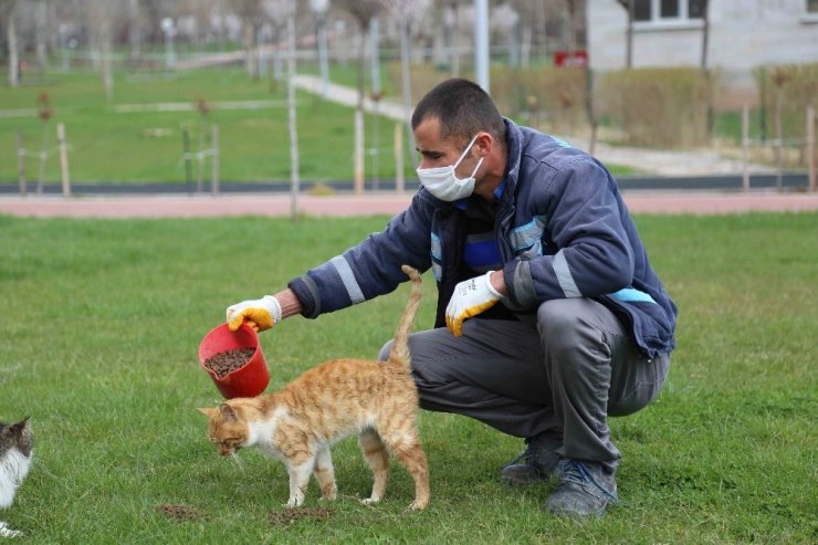 Aksaray Belediyesi sokak hayvanları için mama ve su kabı bıraktı