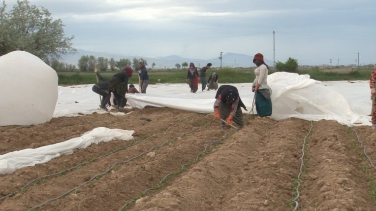 Konya’da tarlalarda çapa mesaisi başladı