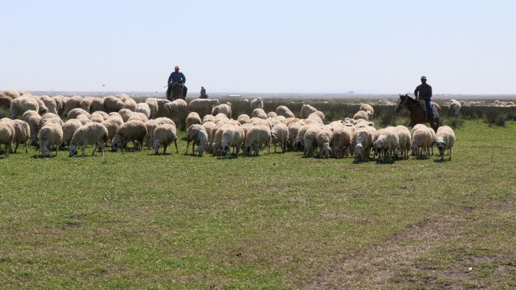 Aksaraylı hayvan üreticilerinin meralarda tuzlu su endişesi