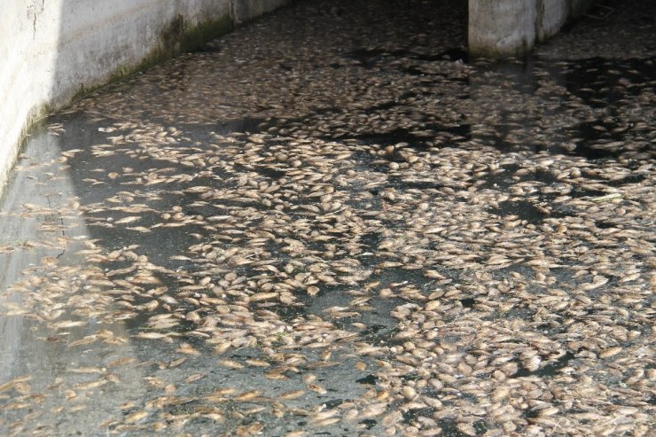 Beyşehir’de tedirgin eden toplu balık ölümleri