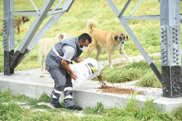 Konya’da sokak hayvanları bayramda da yalnız bırakılmadı