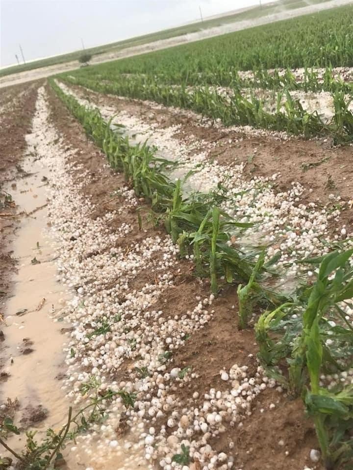 Aksaray’da dolu yağışı tarım arazilerine zarar verdi