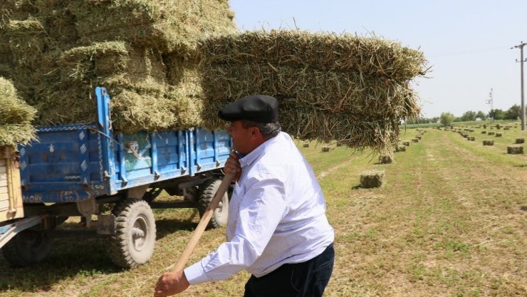 Yarış atlarının yoncası Aksaray’dan