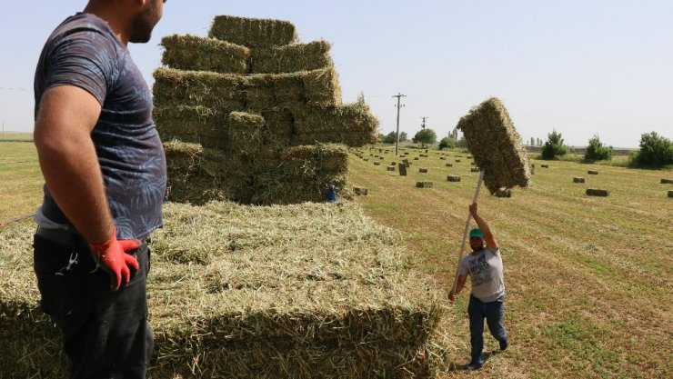 Yarış atlarının yoncası Aksaray’dan