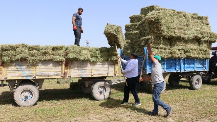 Yarış atlarının yoncası Aksaray’dan