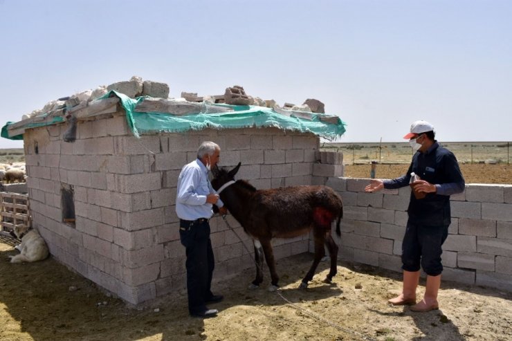 Köpeklerin saldırısında yaralanan eşek tedavi altına alındı