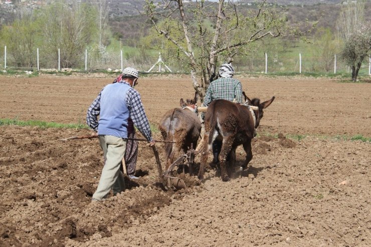 Konya’da eşeklerle tarım günümüzde de revaçta