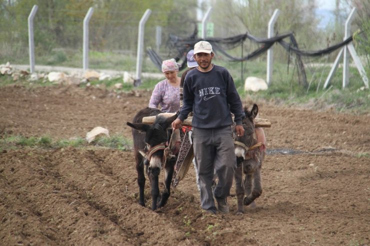 Konya’da eşeklerle tarım günümüzde de revaçta