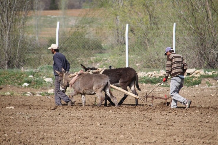 Konya’da eşeklerle tarım günümüzde de revaçta