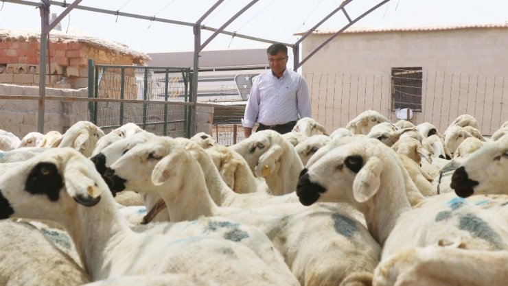 Aksaray’da küçükbaş hayvan sayısında 12 yılda yüzde 500 artış sağlandı